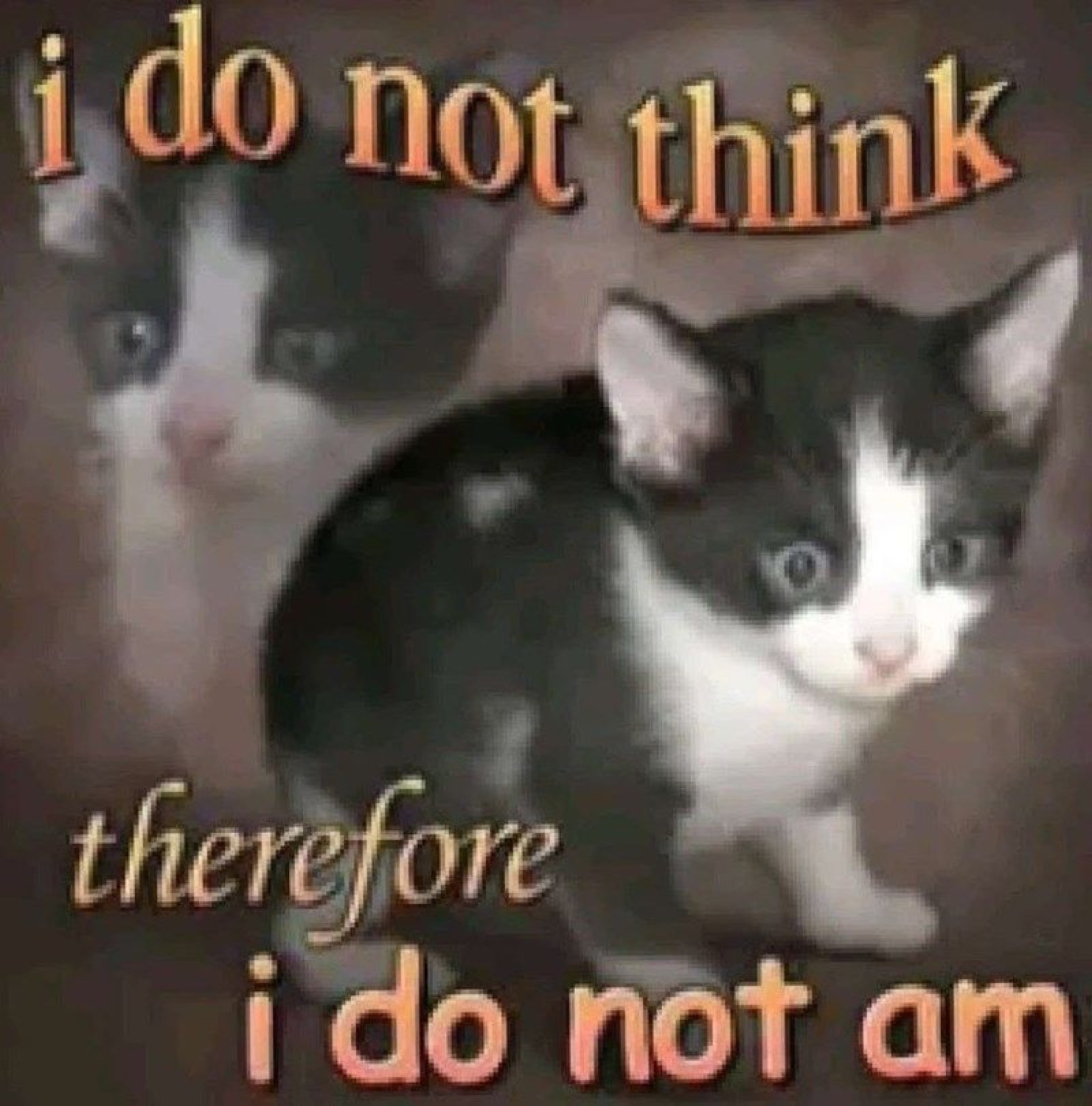 Two kittens staring blankly, captioned 'i do not think therefore i do not am'