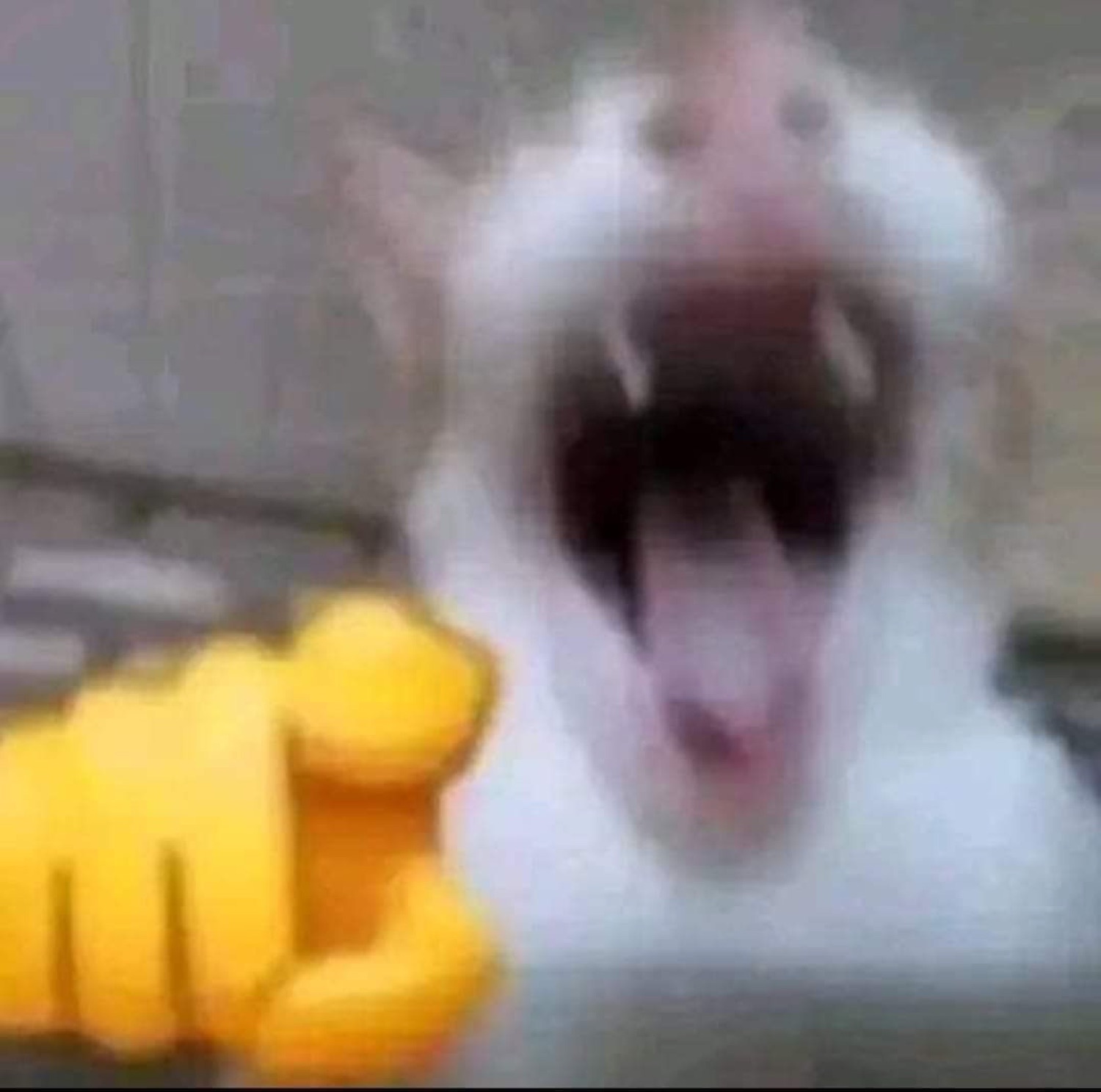 White cat lunging forward with its mouth wide open in a full-on scream