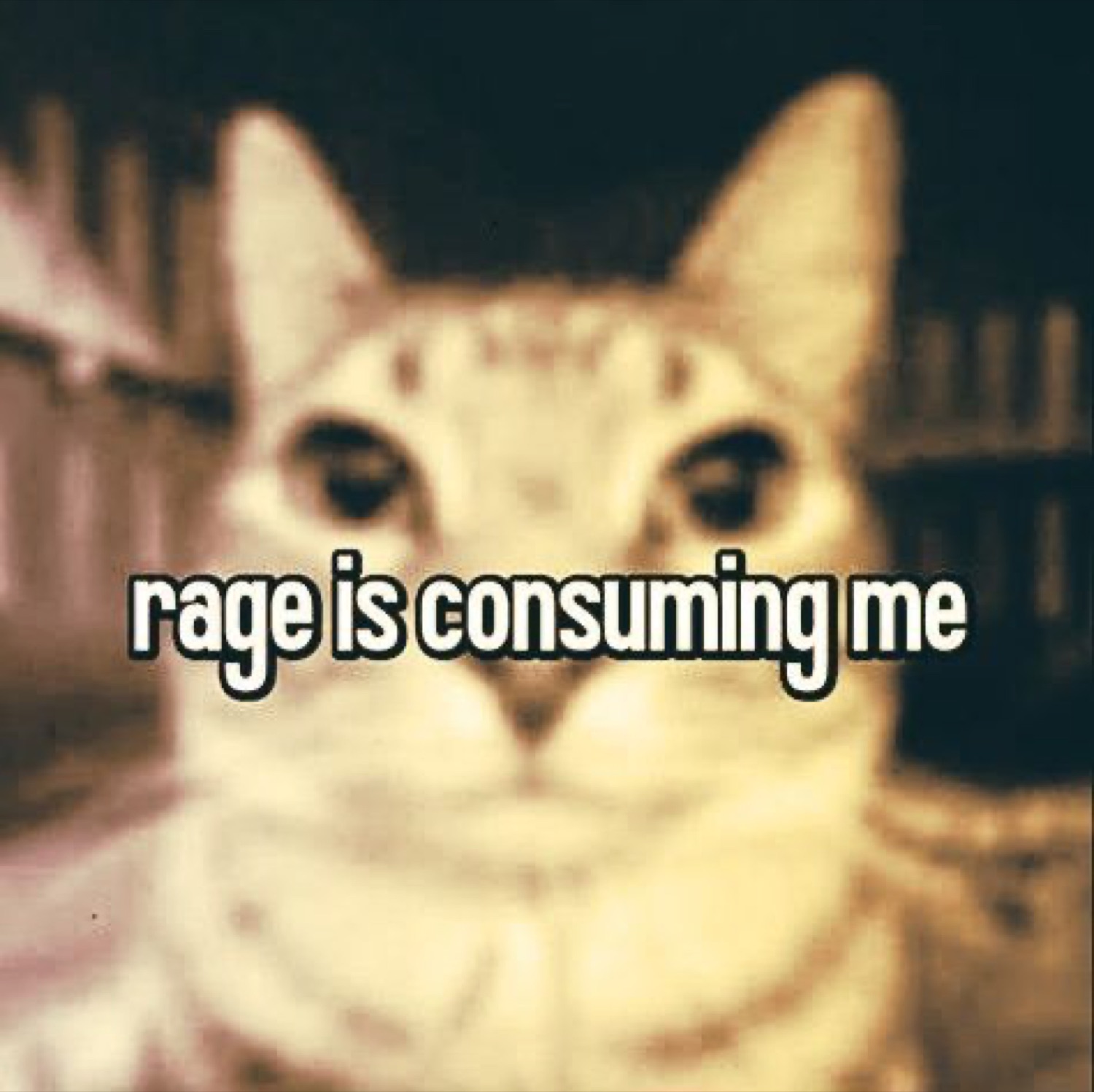 Grainy cat staring blankly captioned 'rage is consuming me'
