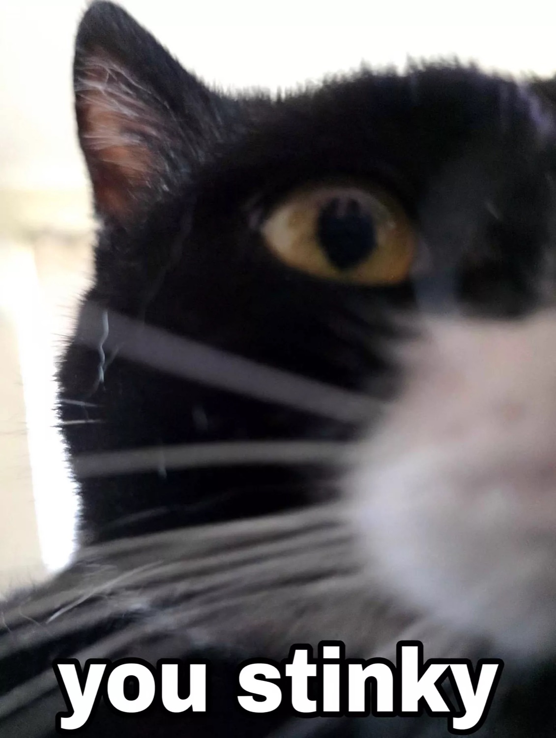 Black cat staring into the camera up close captioned 'you stinky'