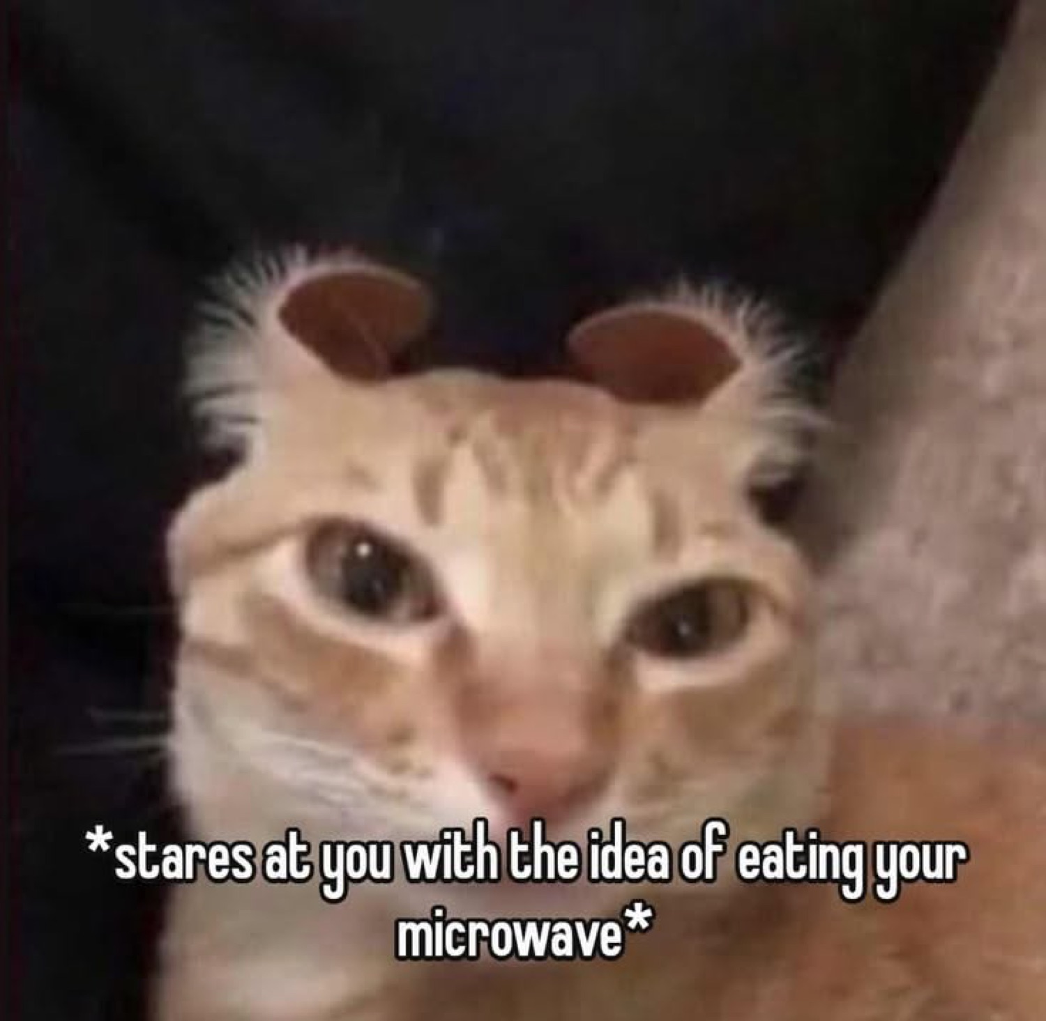 Orange cat with flat ears and intense dead-eyed stare, captioned 'stares at you with the idea of eating your microwave'