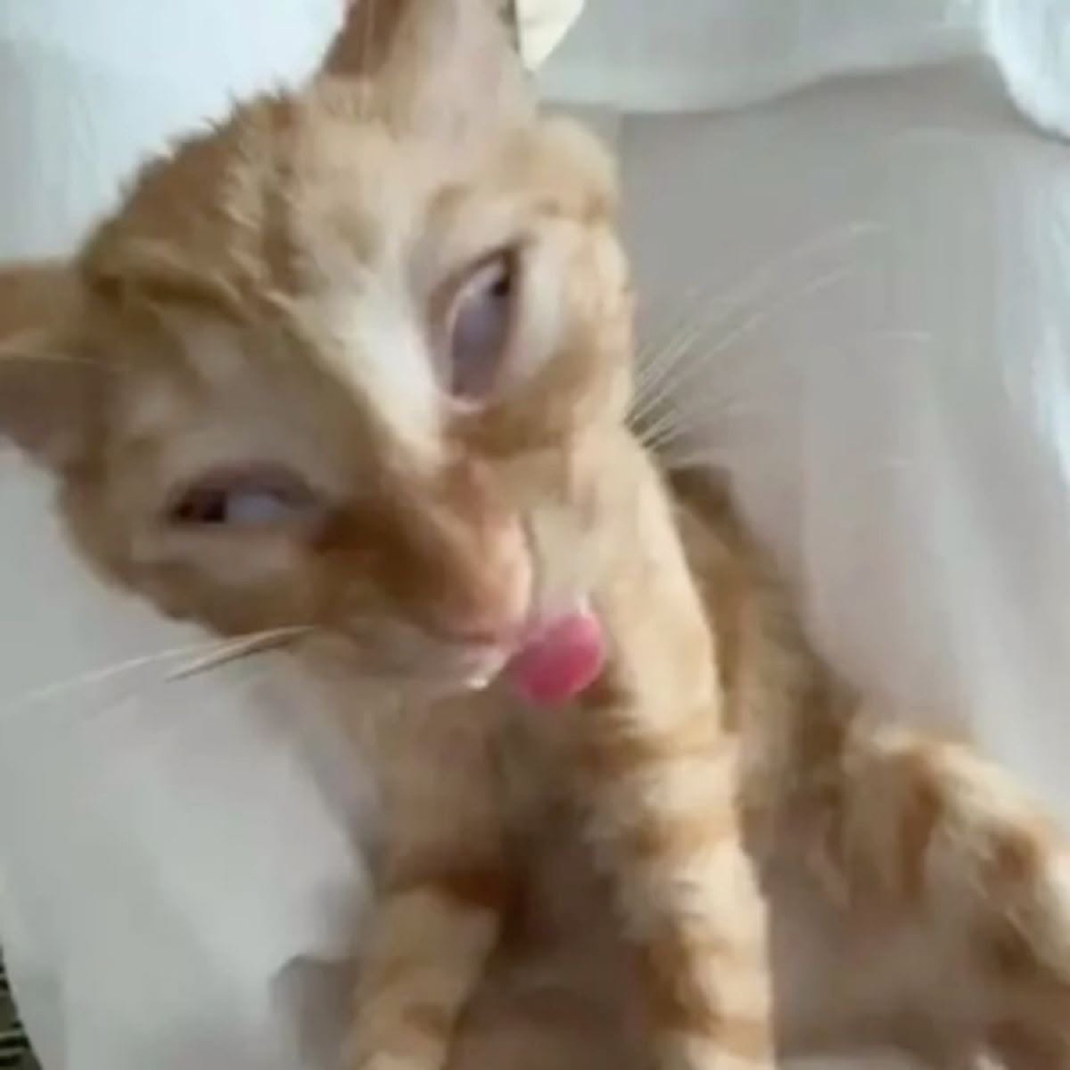 Ginger cat with half-lidded eyes and tongue out, looking spaced-out and done