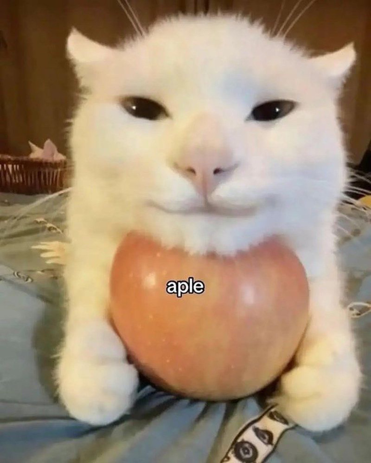 White cat sitting smugly behind an apple with the misspelled caption 'aple'