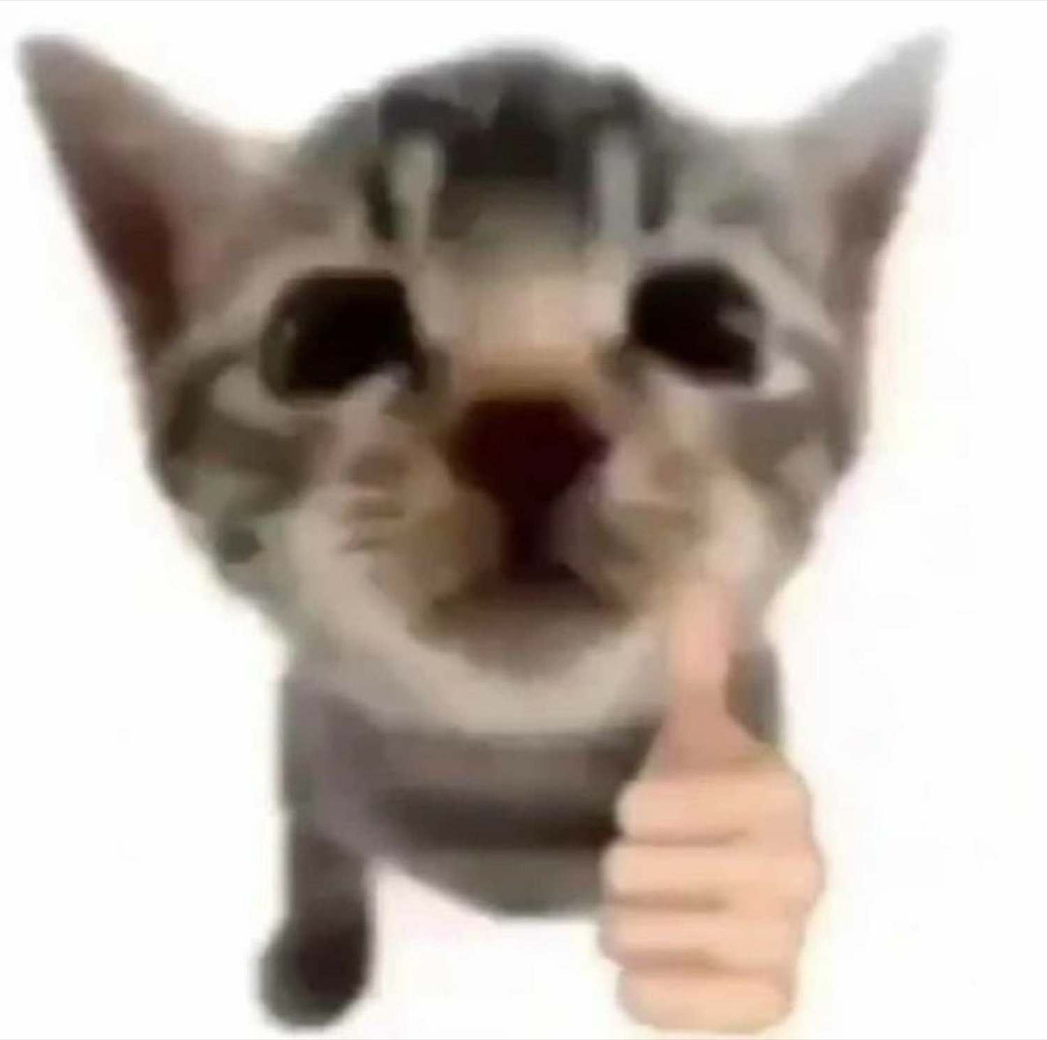 Kitten with an edited thumbs-up hand