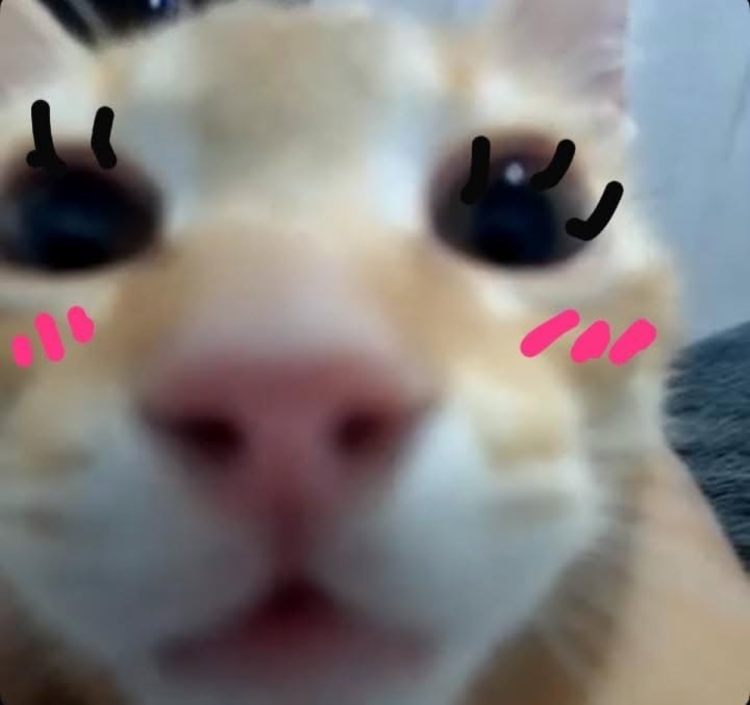 Blurry cream cat close-up with drawn-on eyelashes and pink blush lines