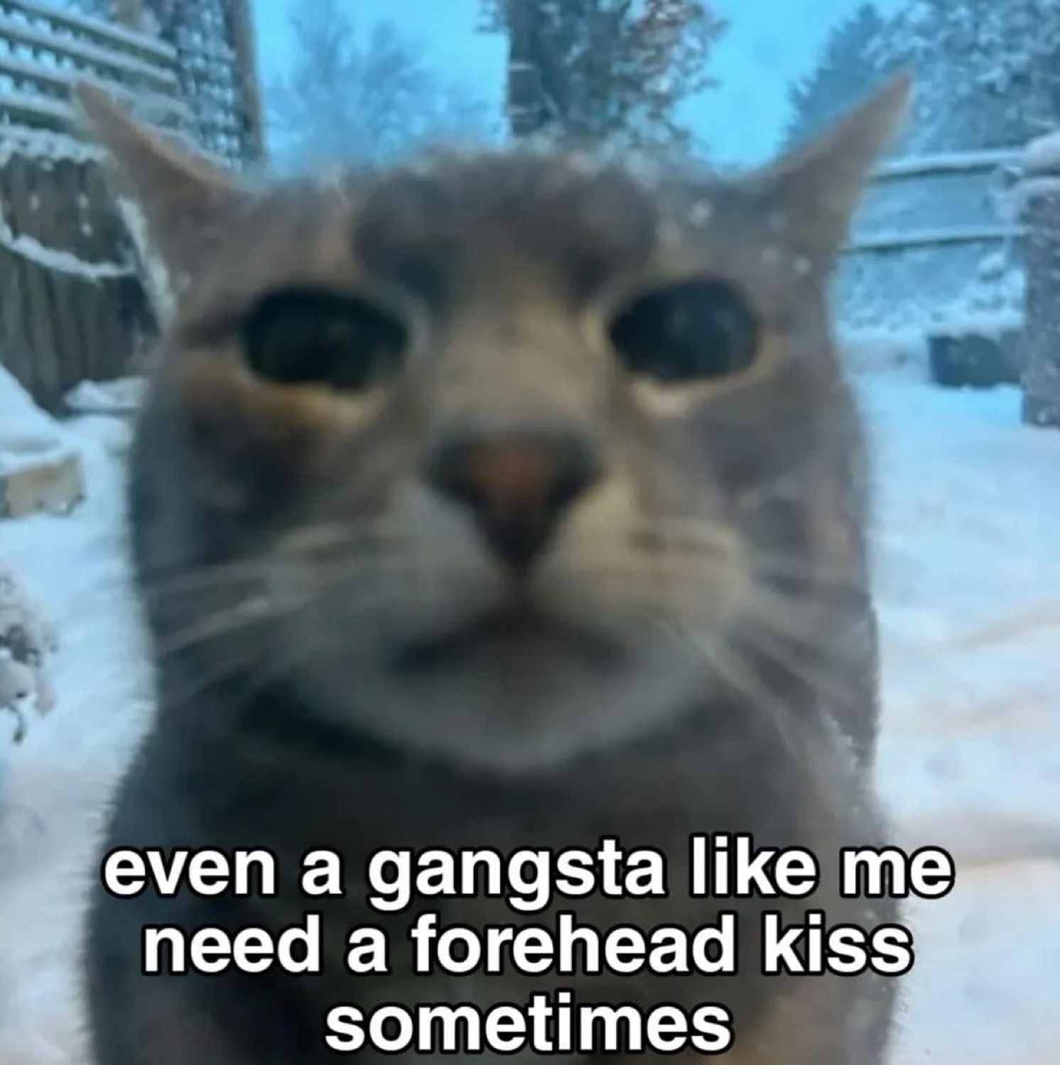 Cat staring blankly into the camera captioned 'even a gangsta like me need a forehead kiss sometimes'