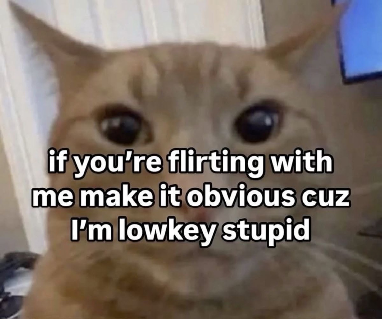 Orange cat staring blankly captioned 'if you're flirting with me make it obvious cuz I'm lowkey stupid'