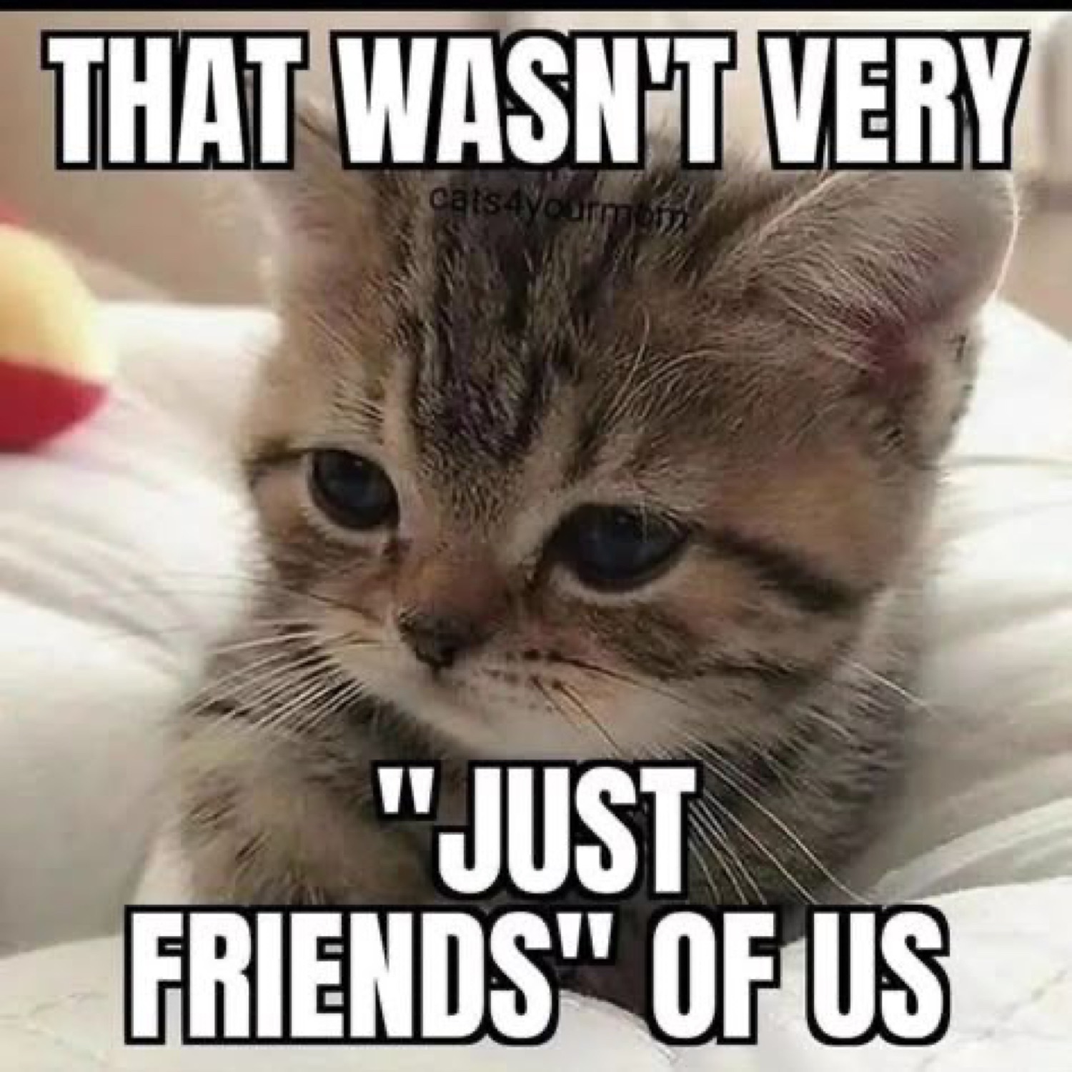 Sad-eyed tabby kitten with the caption 'That wasn't very just friends of us'