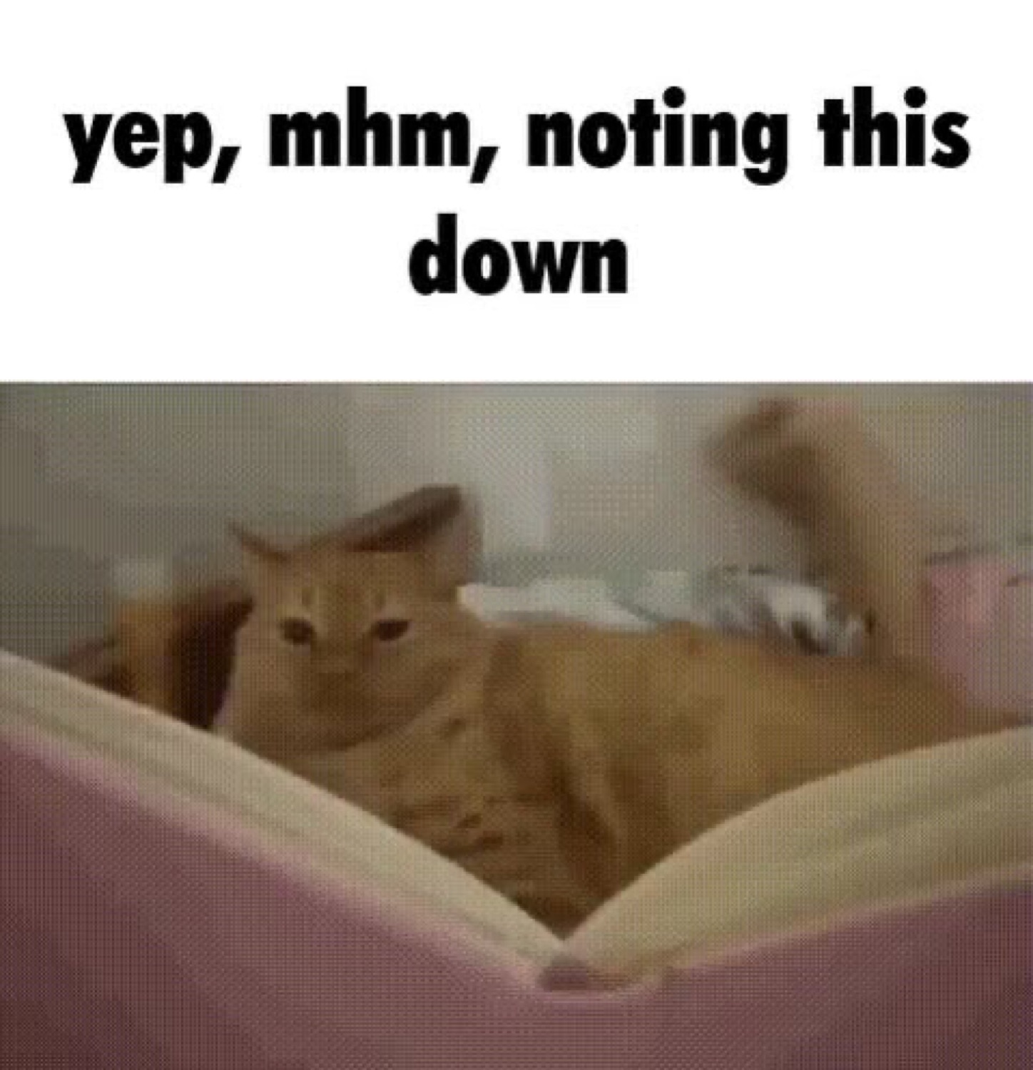 Orange cat lounging with a flat stare captioned 'yep, mhm, noting this down'