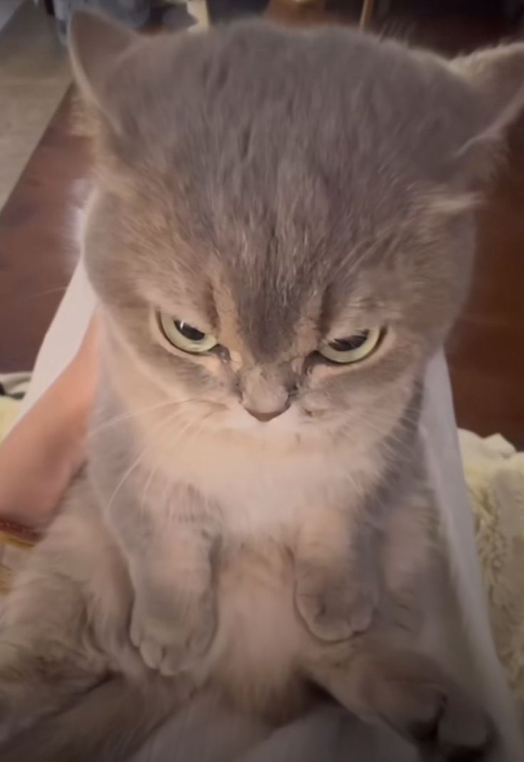 Fluffy grey cat sitting up with a deeply furious scowl