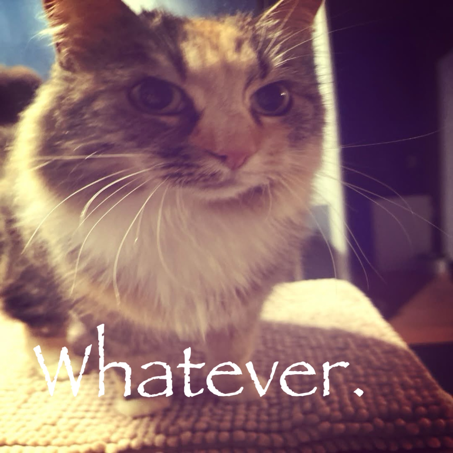 Fluffy tabby squinting at the camera under one word: 'Whatever.'