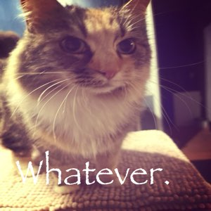 Fluffy tabby squinting at the camera under one word: 'Whatever.'