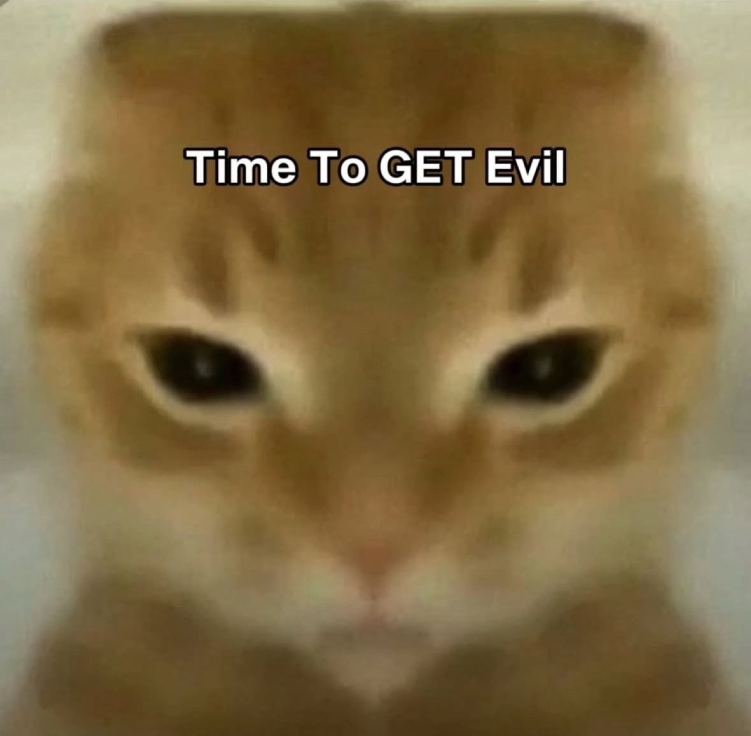 Orange tabby cat staring dead-eyed into the camera captioned 'Time To GET Evil'