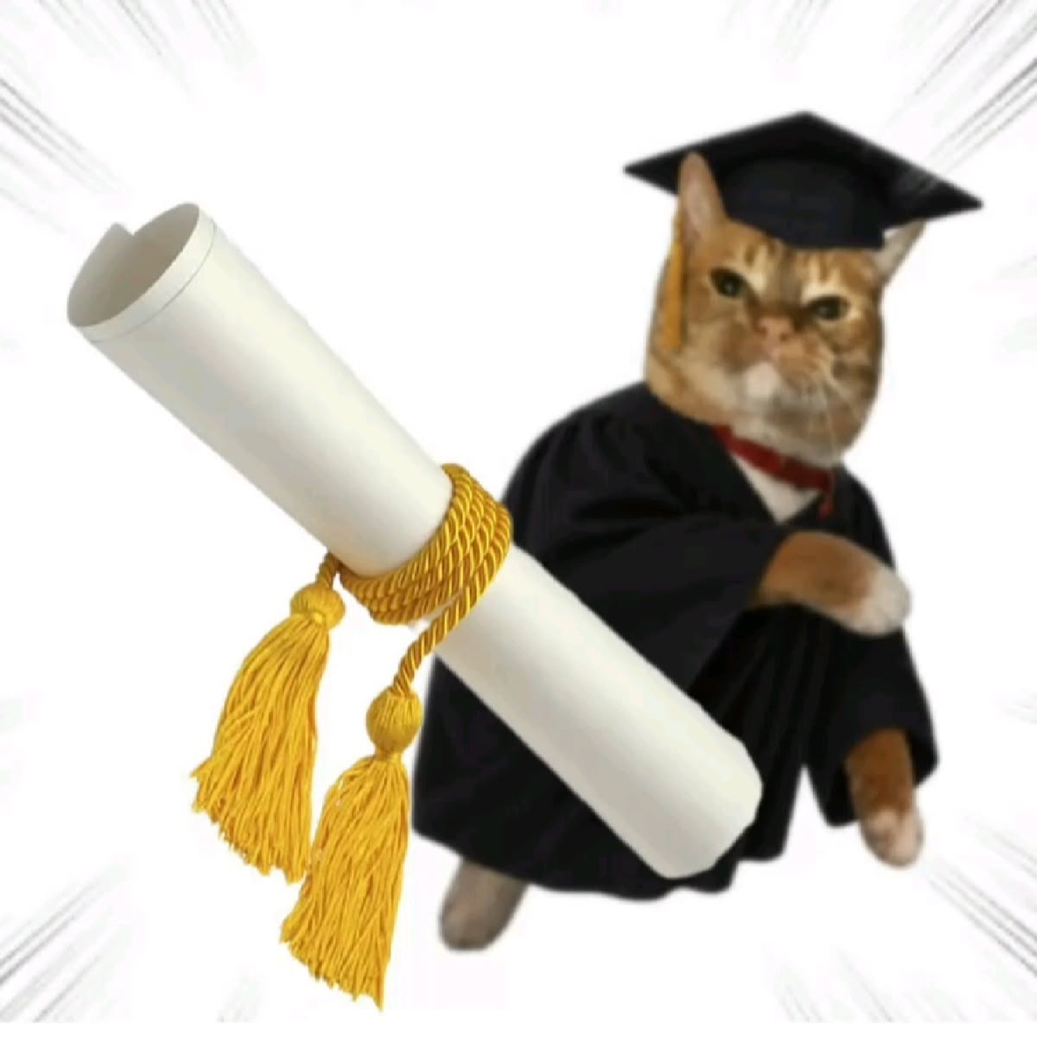Cat in a graduation cap and gown holding a diploma