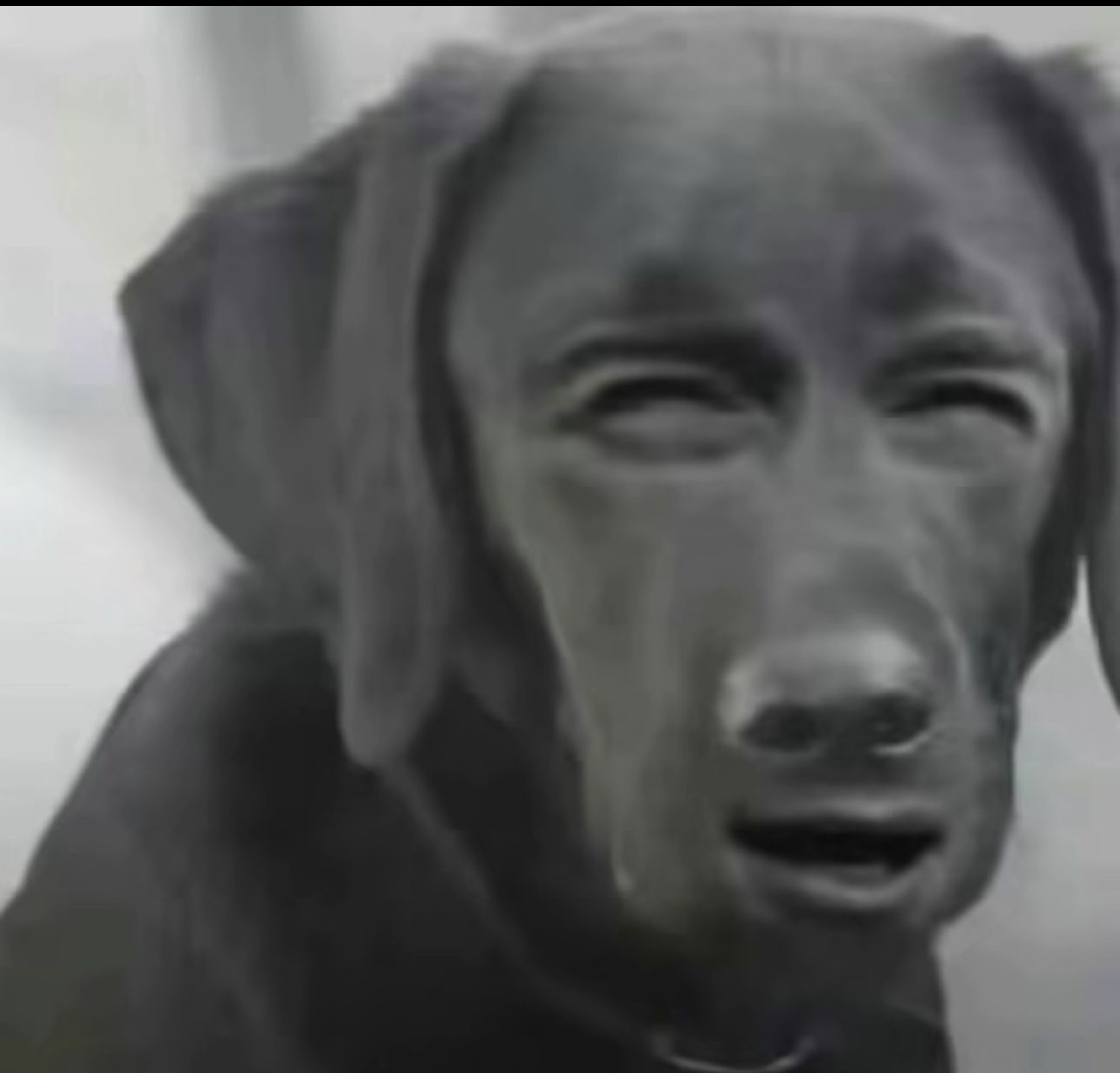 Cursed black dog with a human face grimacing awkwardly