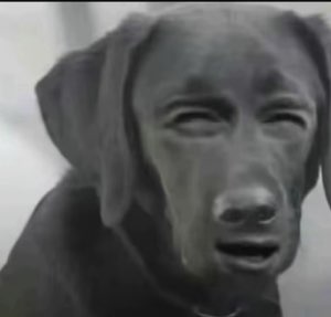 Cursed black dog with a human face grimacing awkwardly