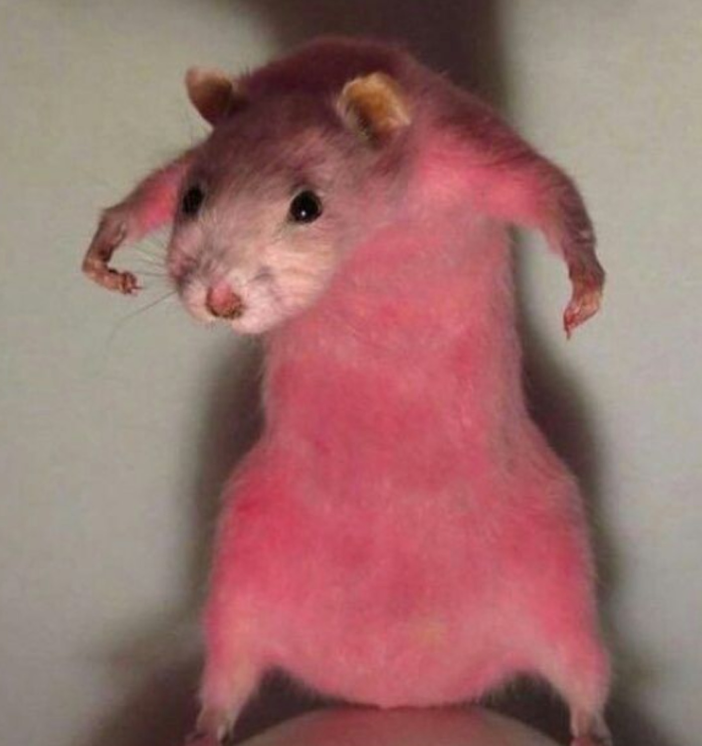 Pink rat standing up flexing its arms