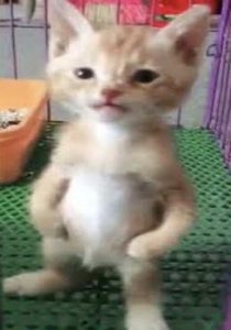 Orange kitten standing upright on its hind legs looking stiff and awkward