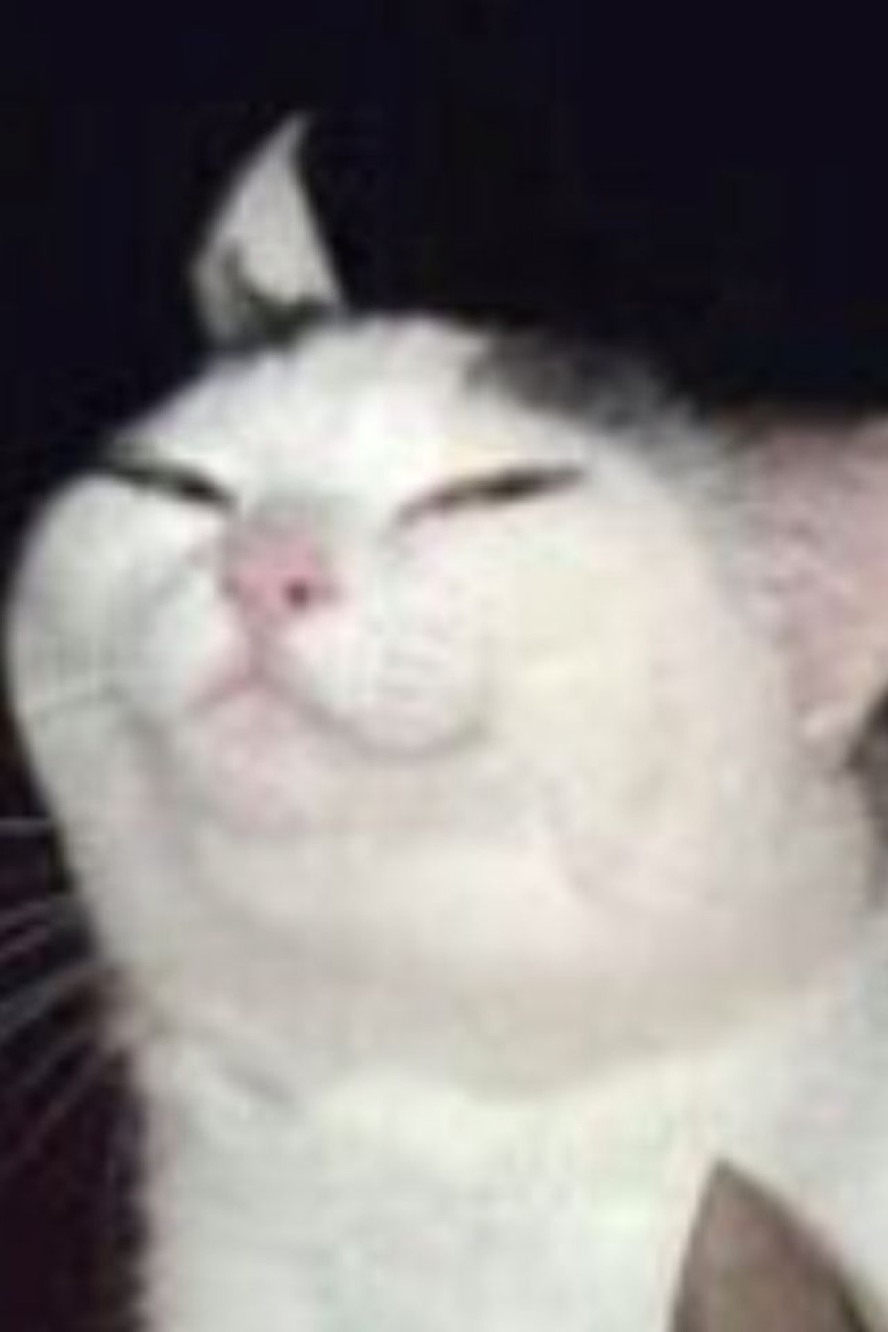 White cat scrunching its face with eyes closed in a smug, content little smile