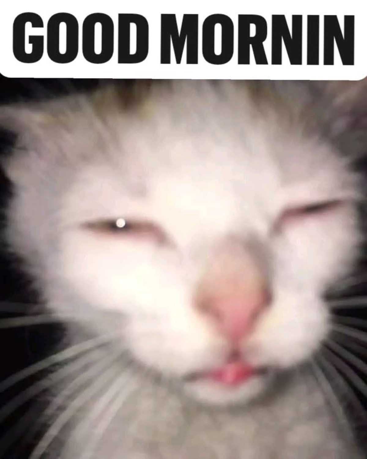 Squinting white cat: 'GOOD MORNIN'