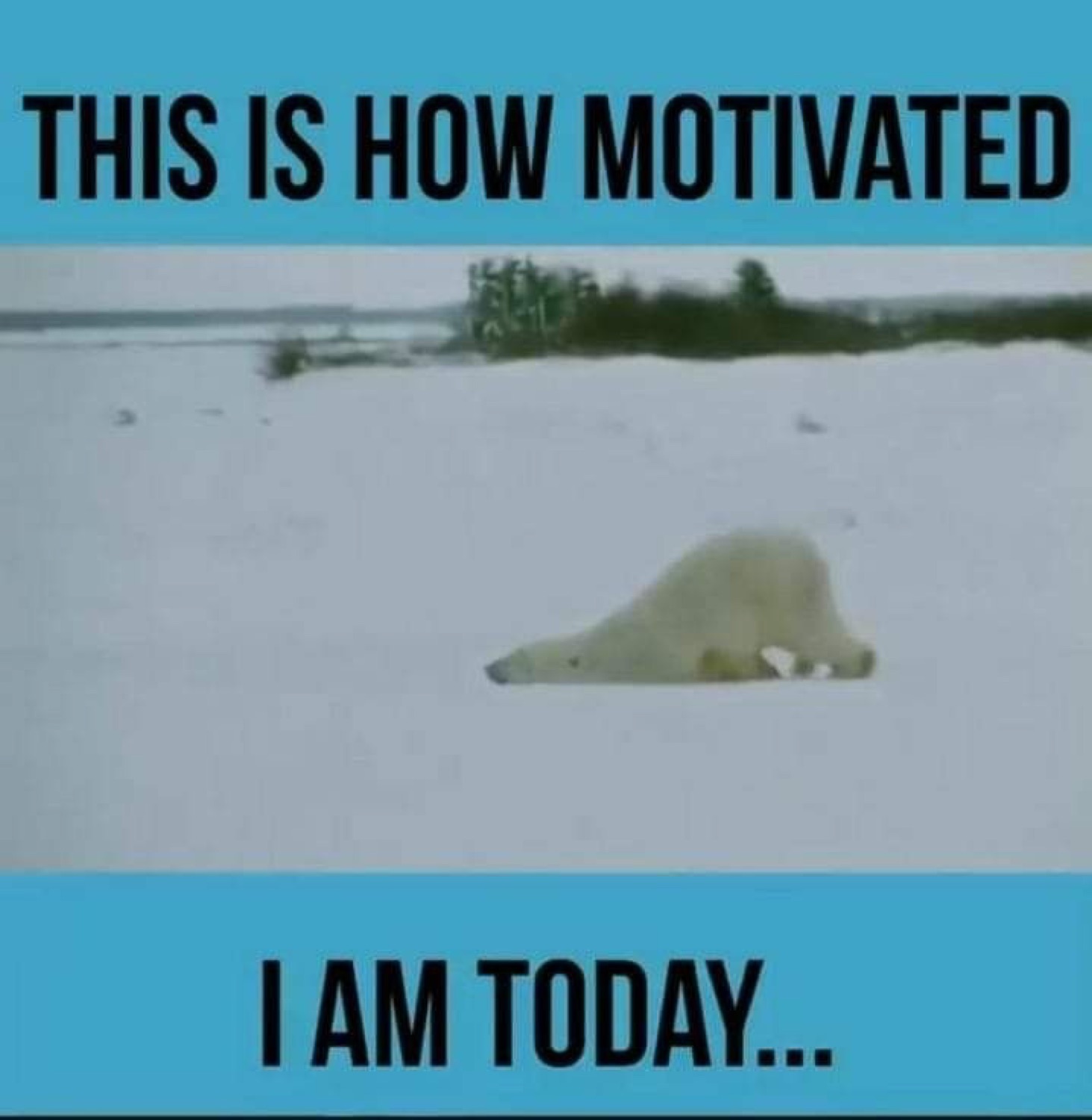 Polar bear lying face-down in the snow under 'THIS IS HOW MOTIVATED I AM TODAY... I AM TODAY...'