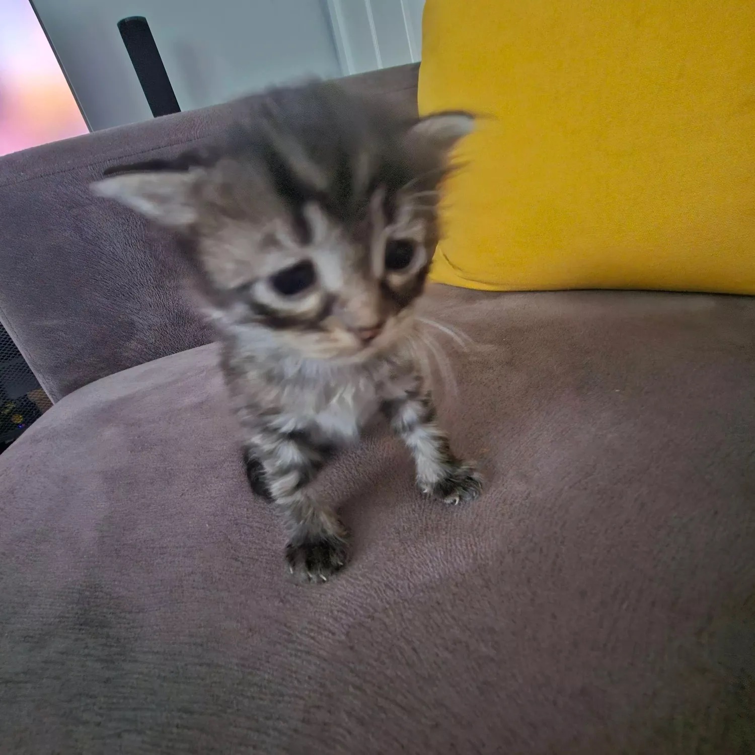 Tiny fluffy kitten standing on a couch looking small and a little sad