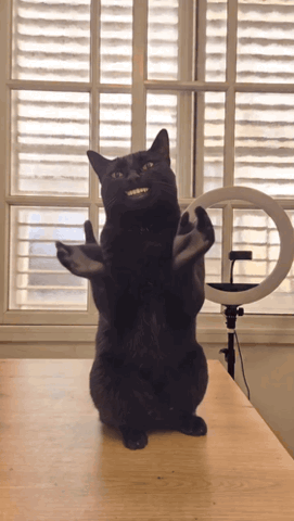 Black cat standing upright in a room clapping its paws