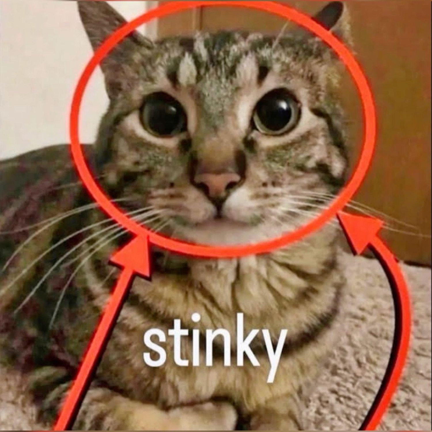 Tabby cat circled in red with arrows: 'stinky'