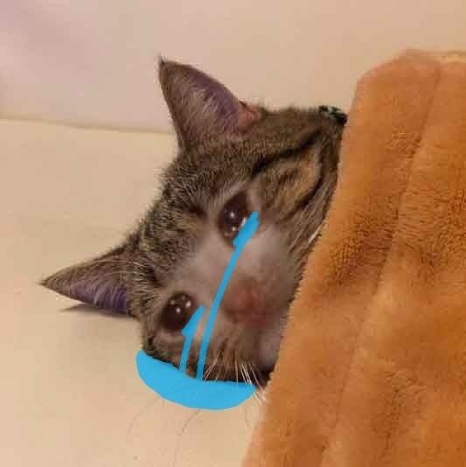 Tabby cat lying flat with its face on the floor, edited crying tears streaming down