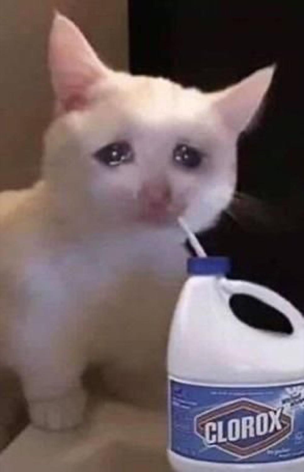 Teary white cat with a straw in its mouth next to a Clorox bleach jug