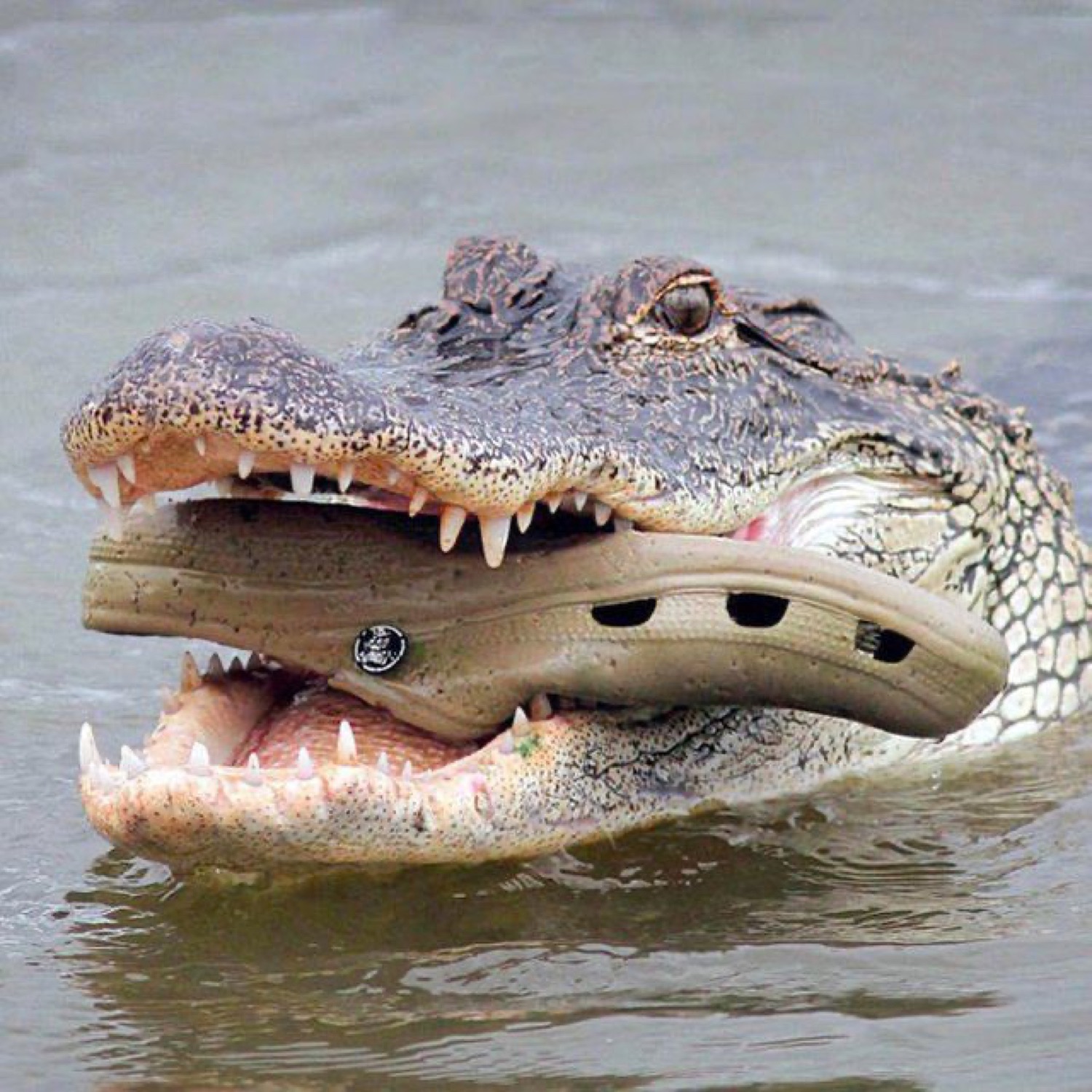 Alligator chomping a Crocs shoe in the water
