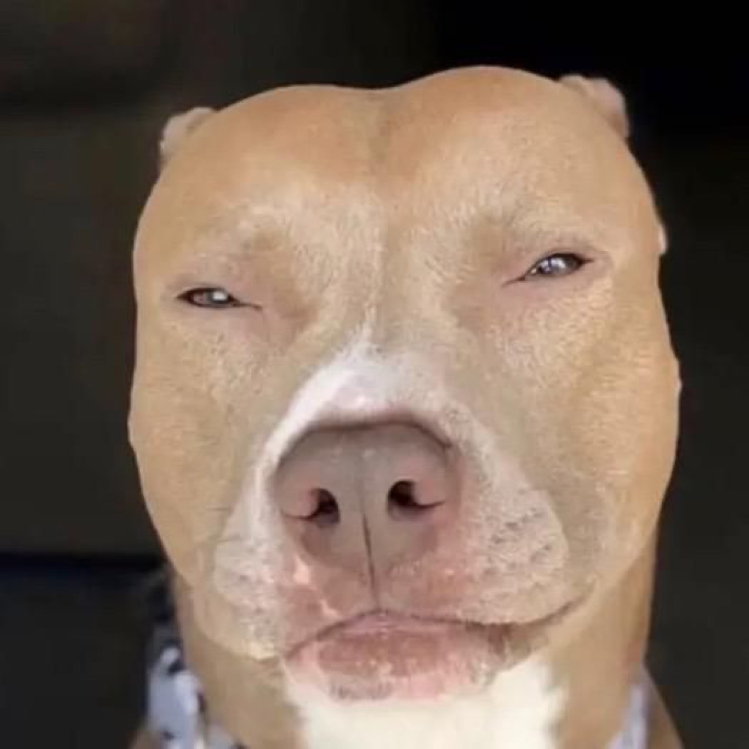 Pit bull squinting suspiciously into the camera