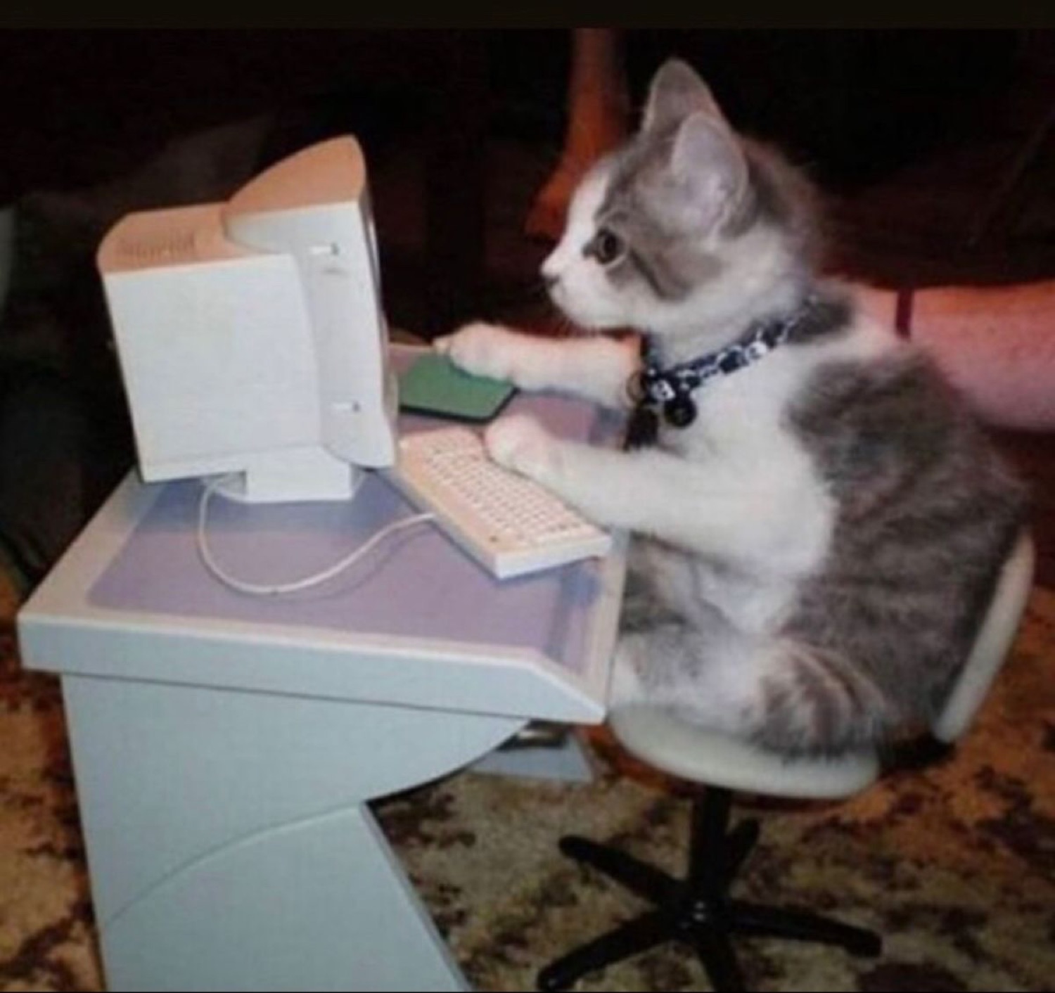 Kitten sitting at an old computer desk typing