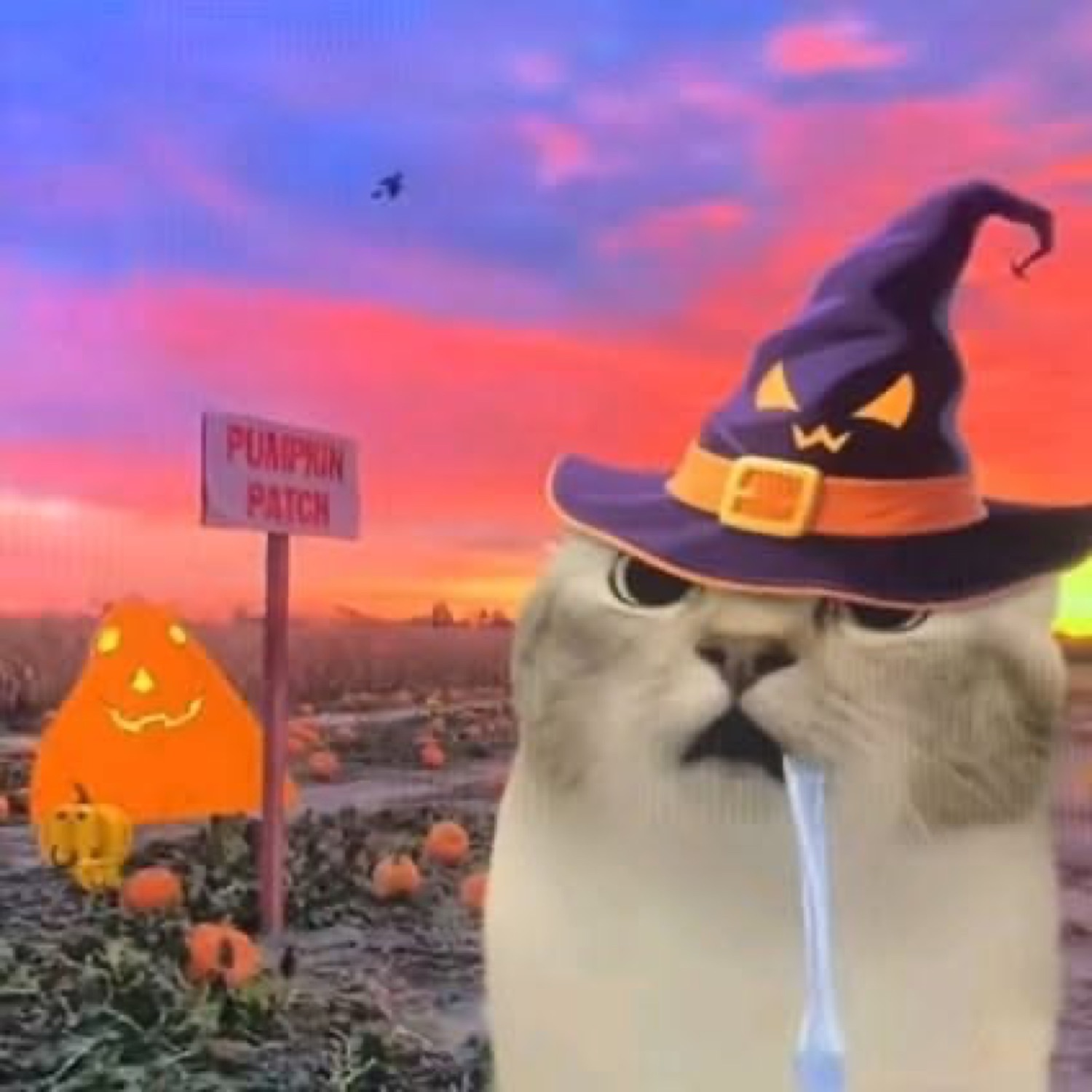 Cat in a witch hat at a pumpkin patch, drooling with a blank stare