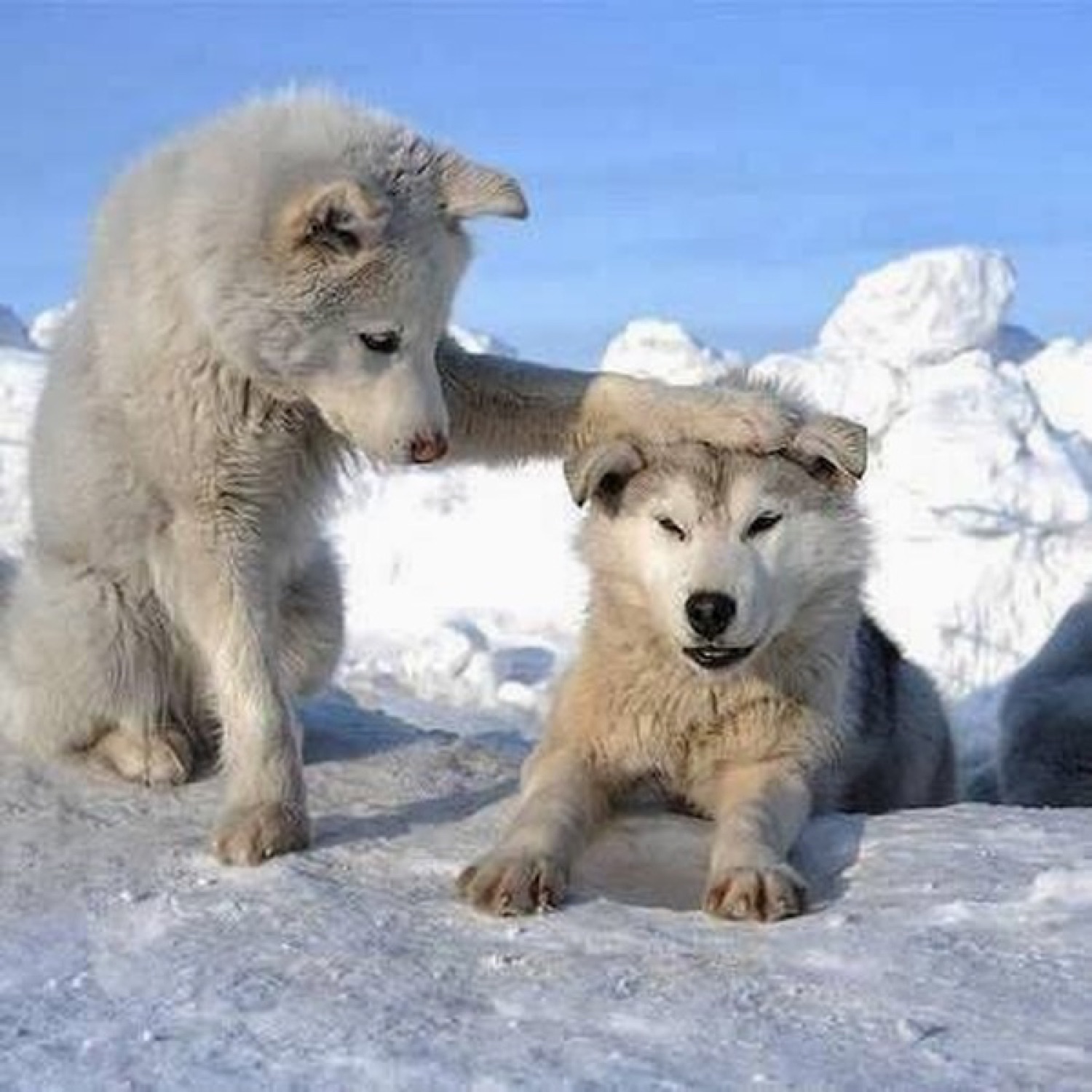 Husky pup resting a paw on another dog's head while it lies there looking annoyed