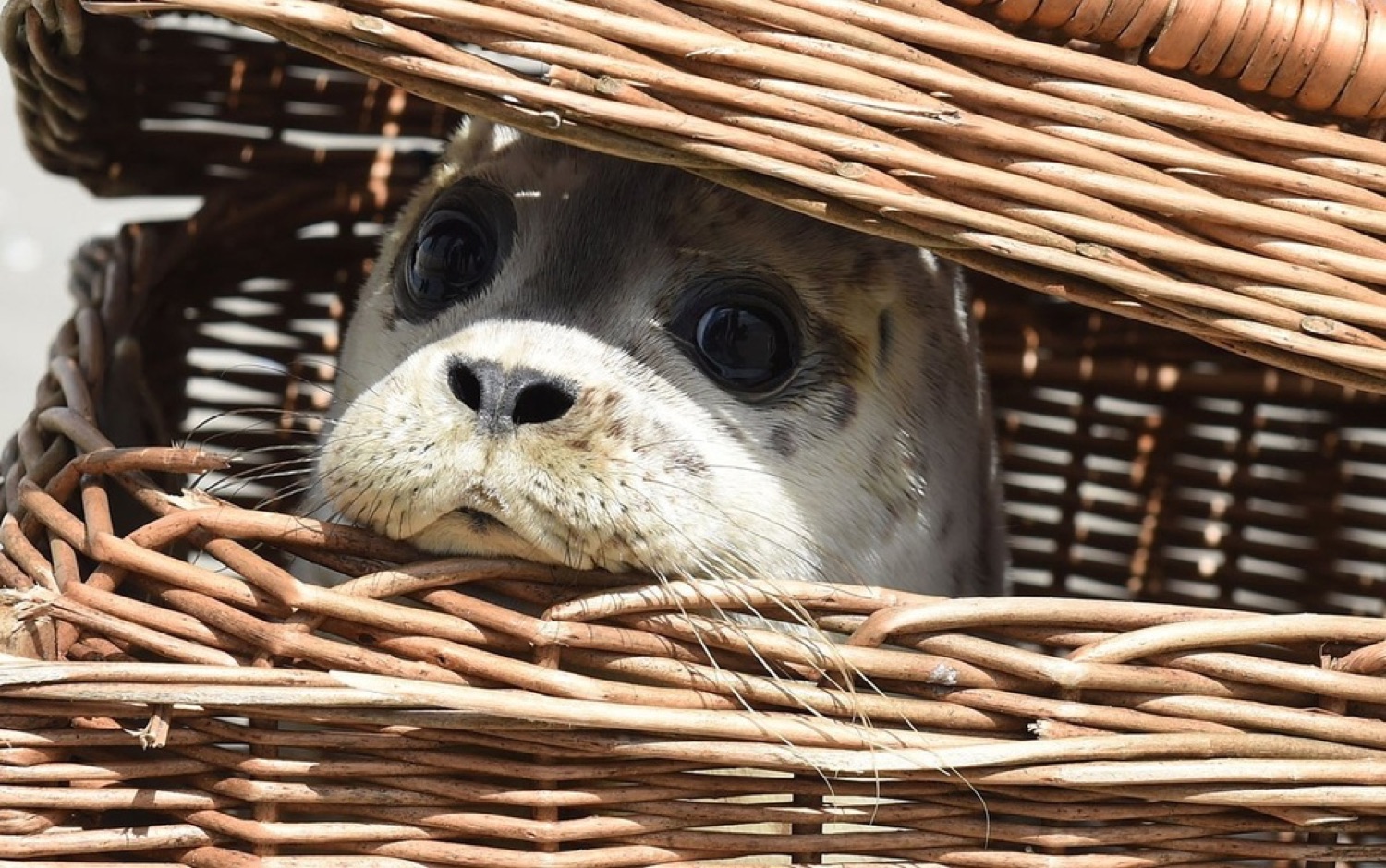 Baby seal peeking out from under a wicker basket lid with big nervous eyes