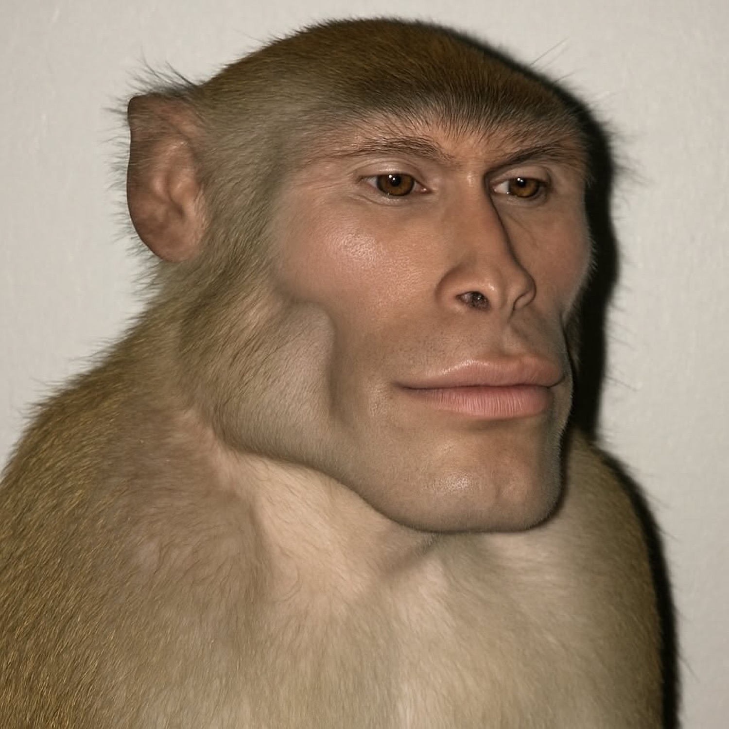 Monkey edited with a smug human face