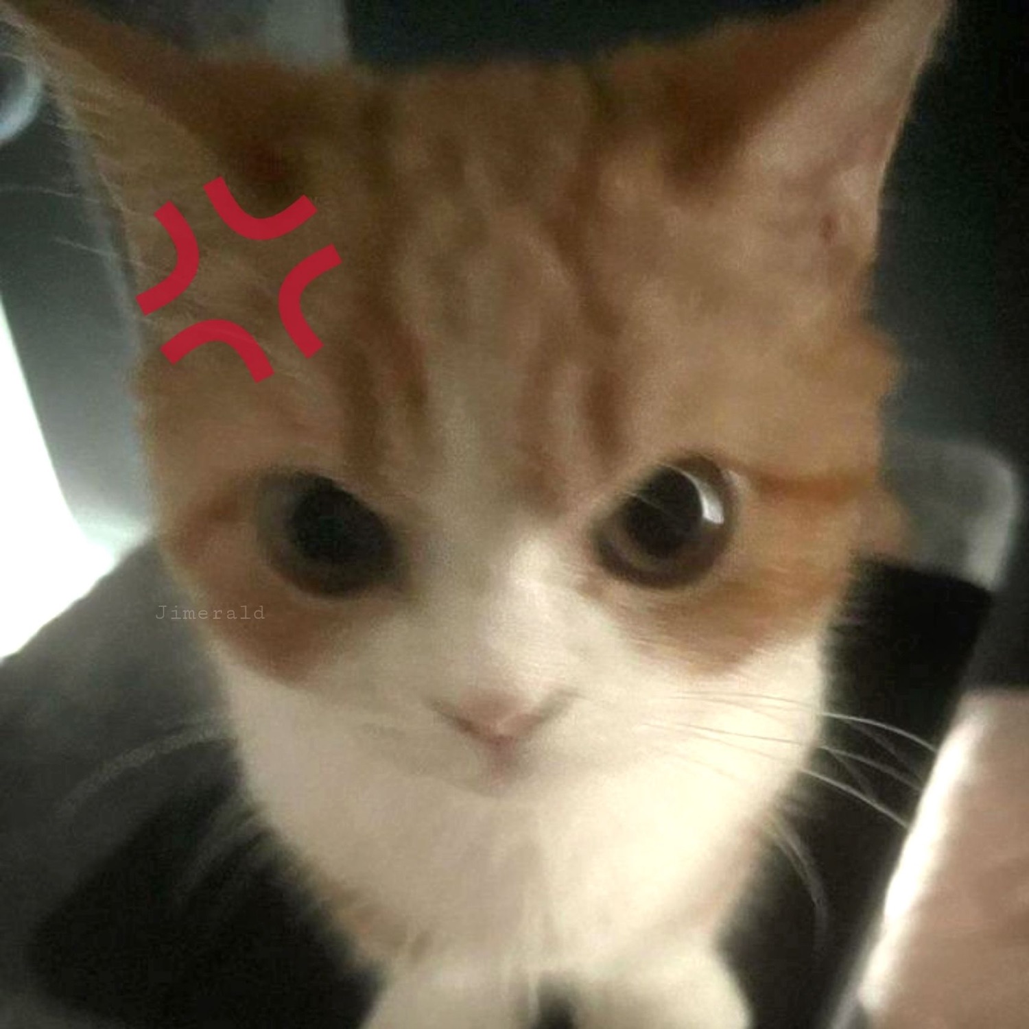 Orange kitten with a red anime anger mark drawn on its forehead, looking mildly annoyed