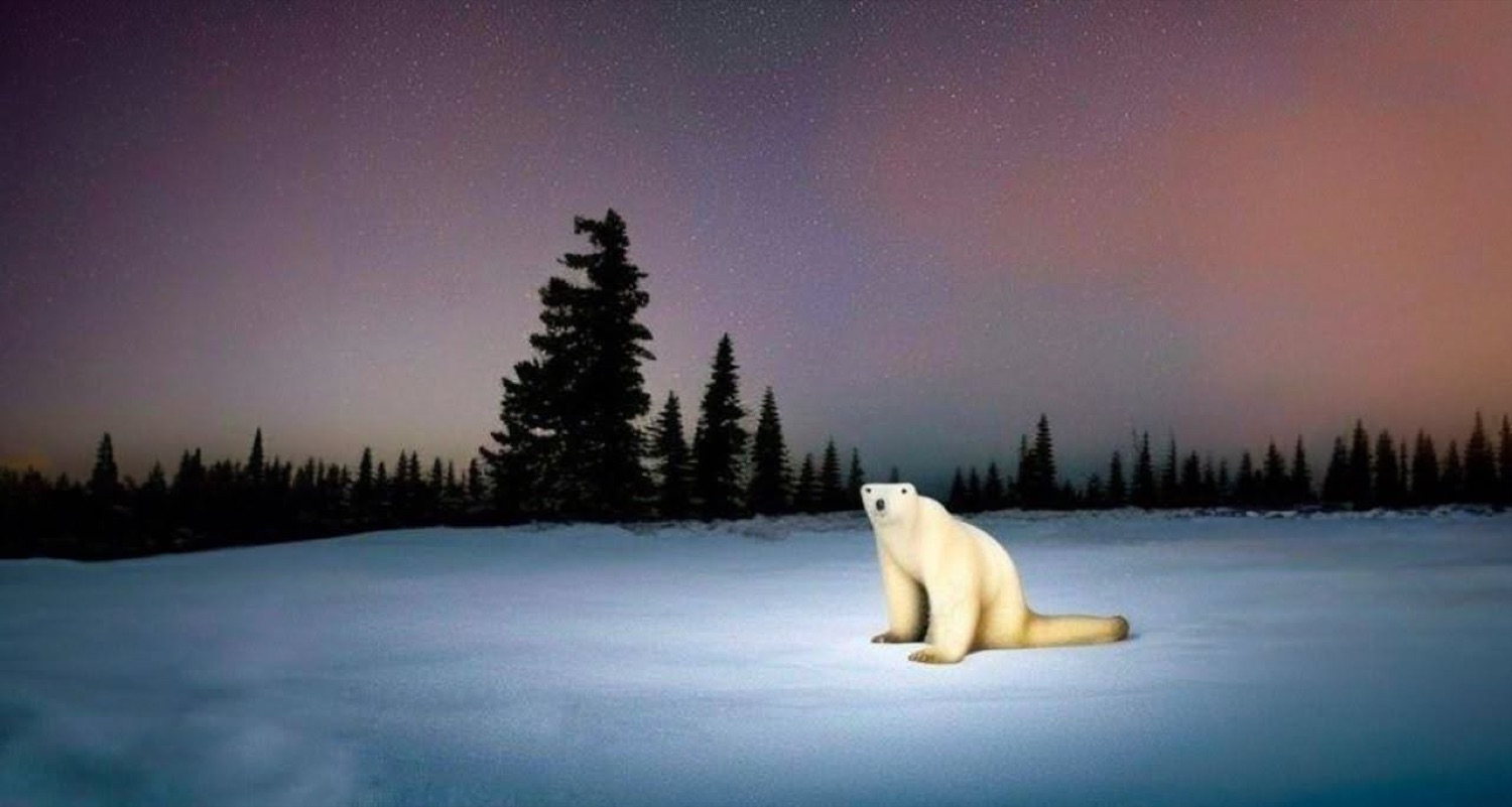 Polar Bear 2026: a stiff polar bear sitting in snow under a dusky sky by dark pine trees