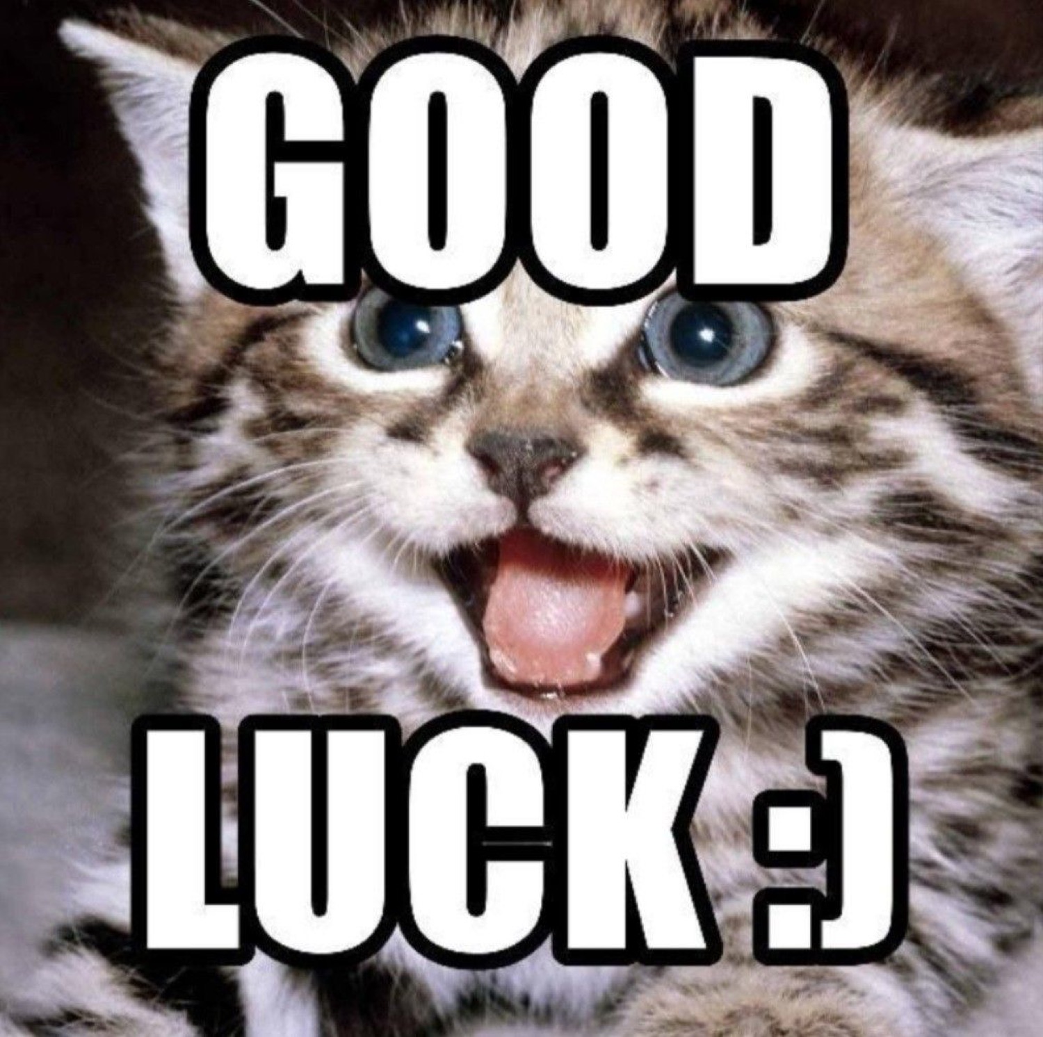 Grinning kitten: 'GOOD LUCK :)'