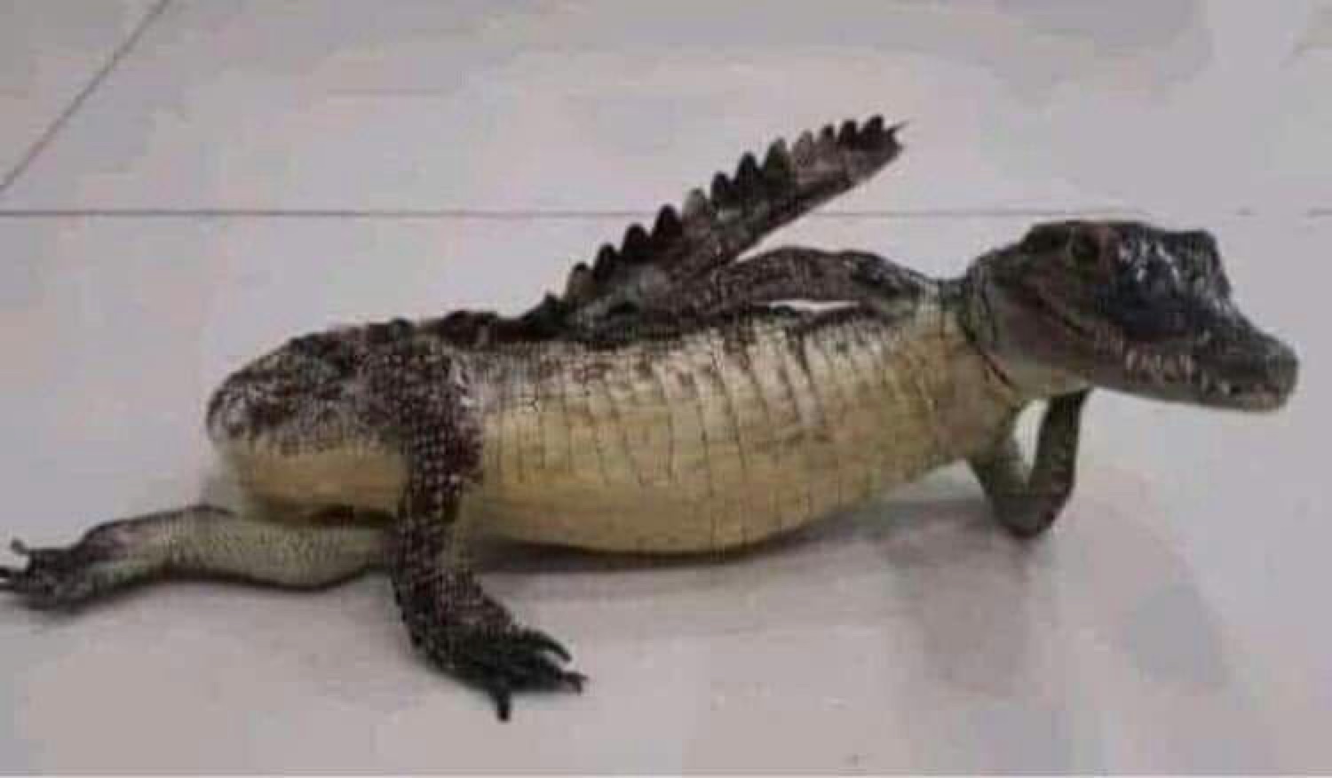 Alligator lying on the floor resting its chin on its hand like a model
