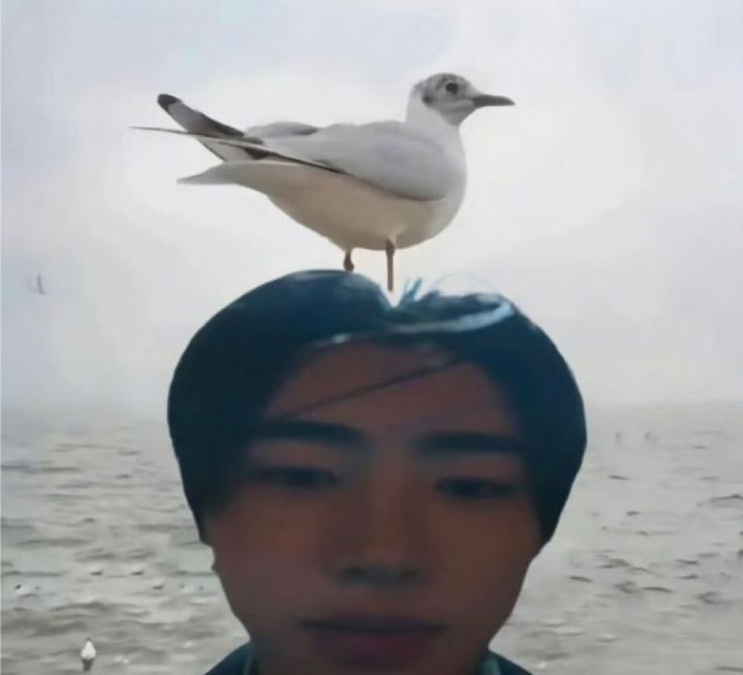 Young person standing by the sea with a seagull perched on their head, completely unfazed