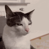 Grey and white cat giving a slow suspicious side-eye
