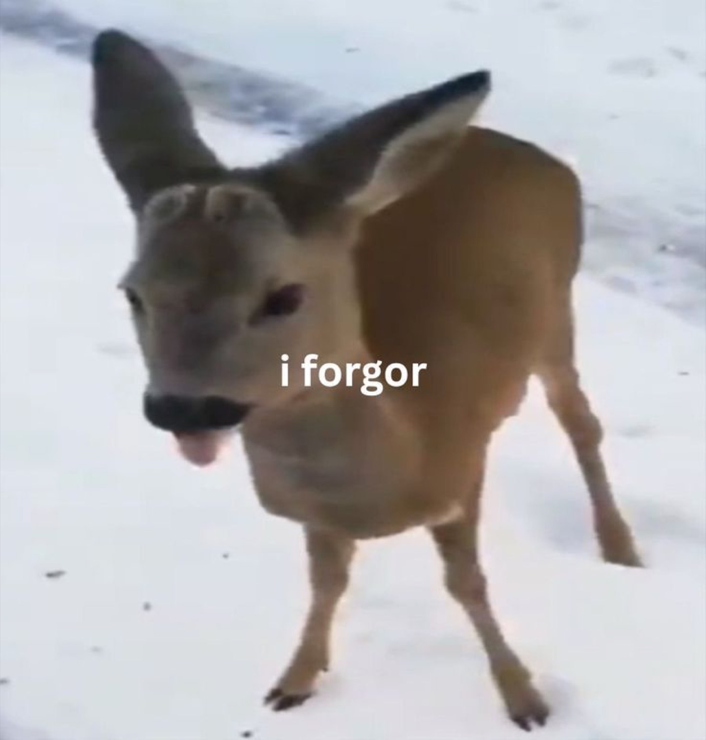 Young deer in the snow with tongue out, captioned 'i forgor'