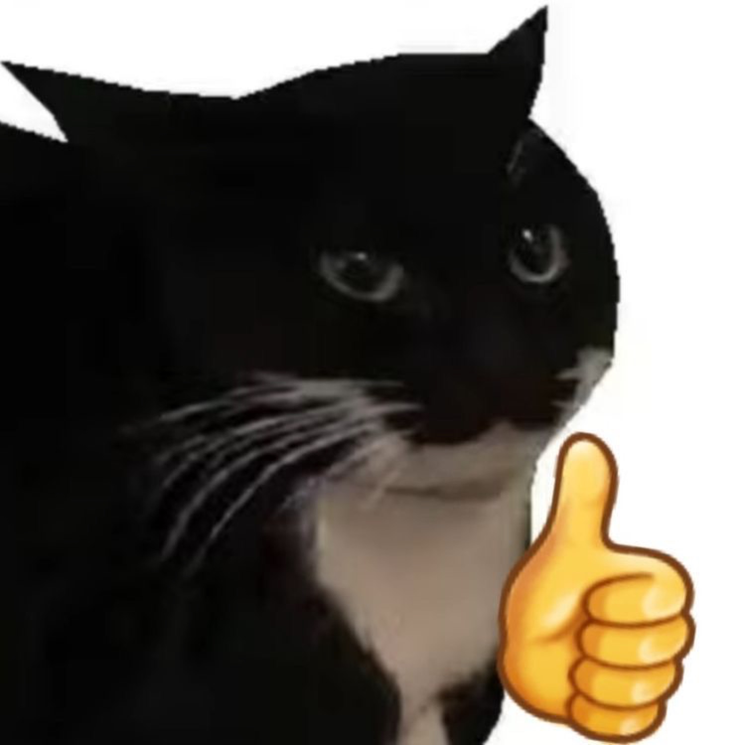 Tuxedo cat staring flatly beside a thumbs-up emoji