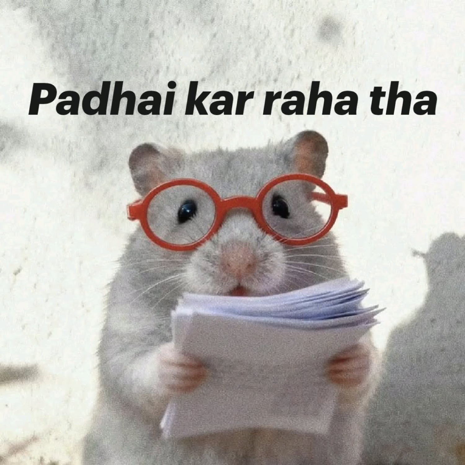 Hamster in red glasses reading papers: 'Padhai kar raha tha' (I was studying)