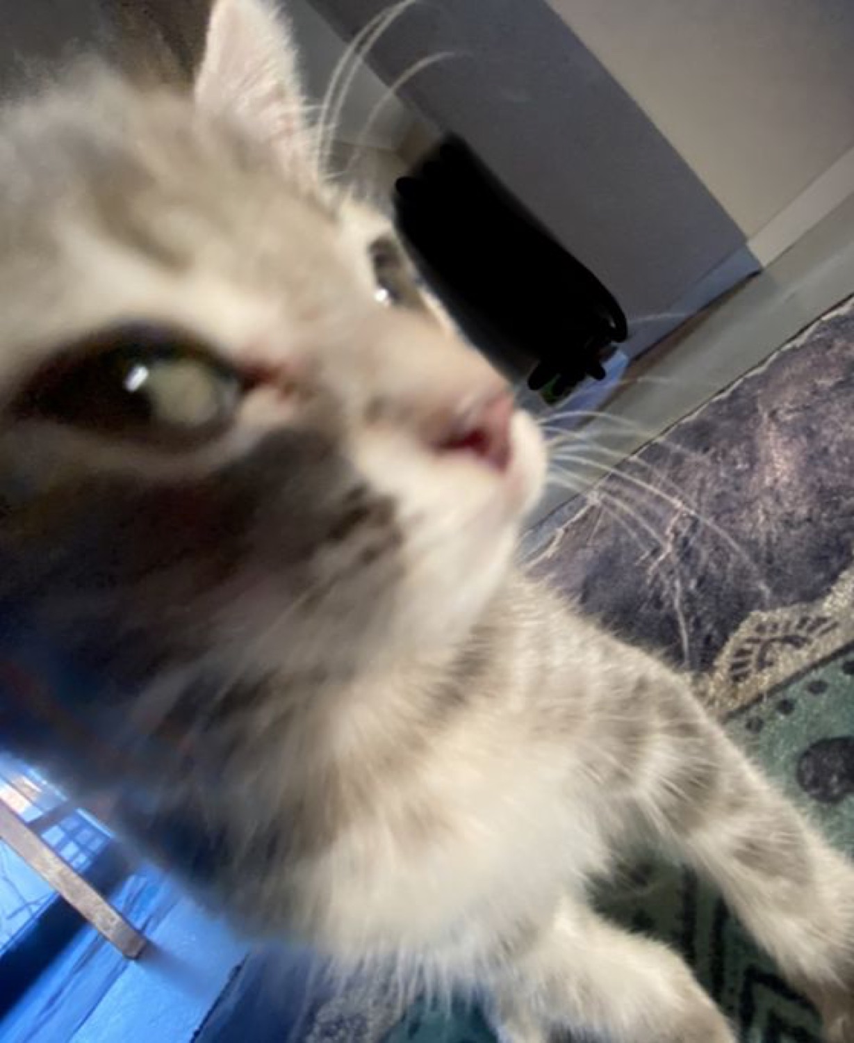 Tiny grey kitten filling the frame with one piercing side-eye aimed directly at the lens
