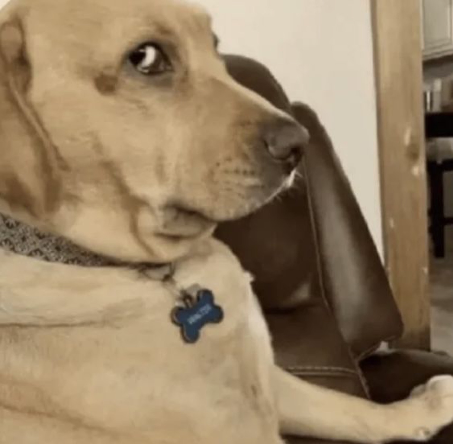 Yellow lab throwing a serious side-eye over its shoulder