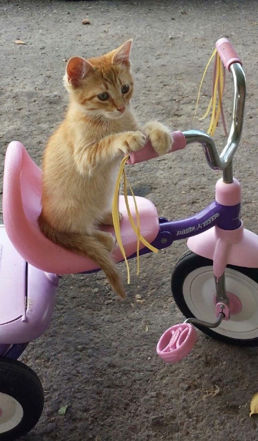 Cat sitting on a pink tricycle with tassels
