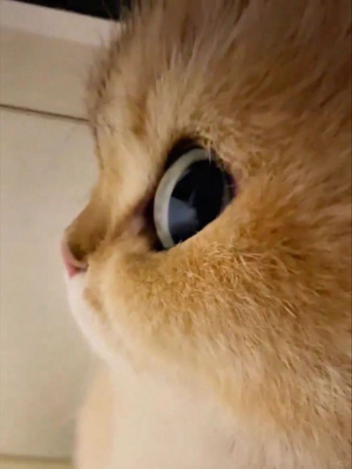 Extreme close-up of an orange cat's profile and its wide glassy eye